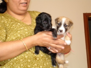 Mamta's Puppies